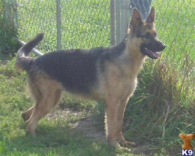 Dogs for Sale